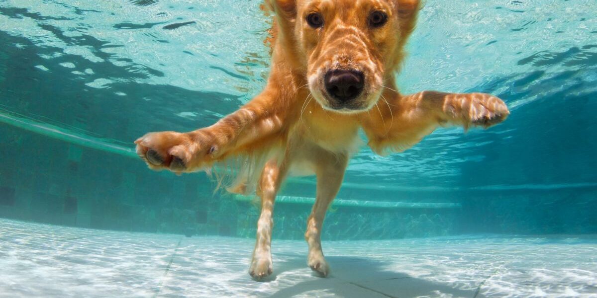 perro en la piscina