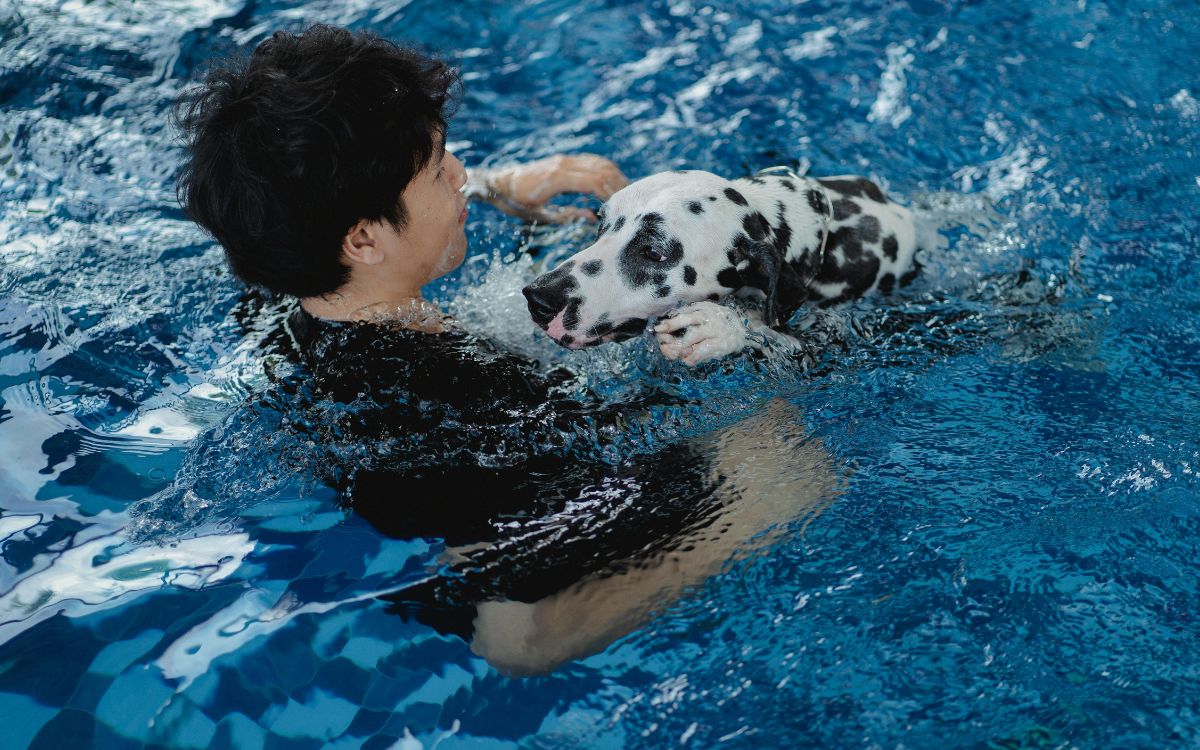 perro en la piscina