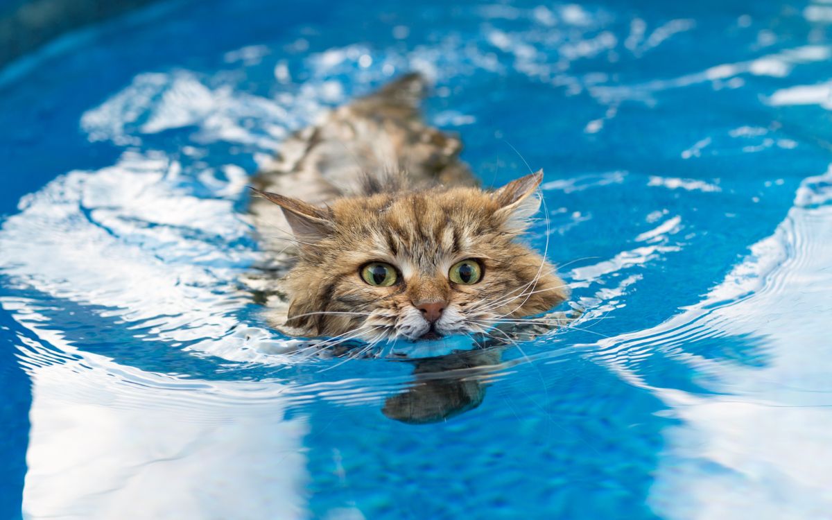 gato en la piscina