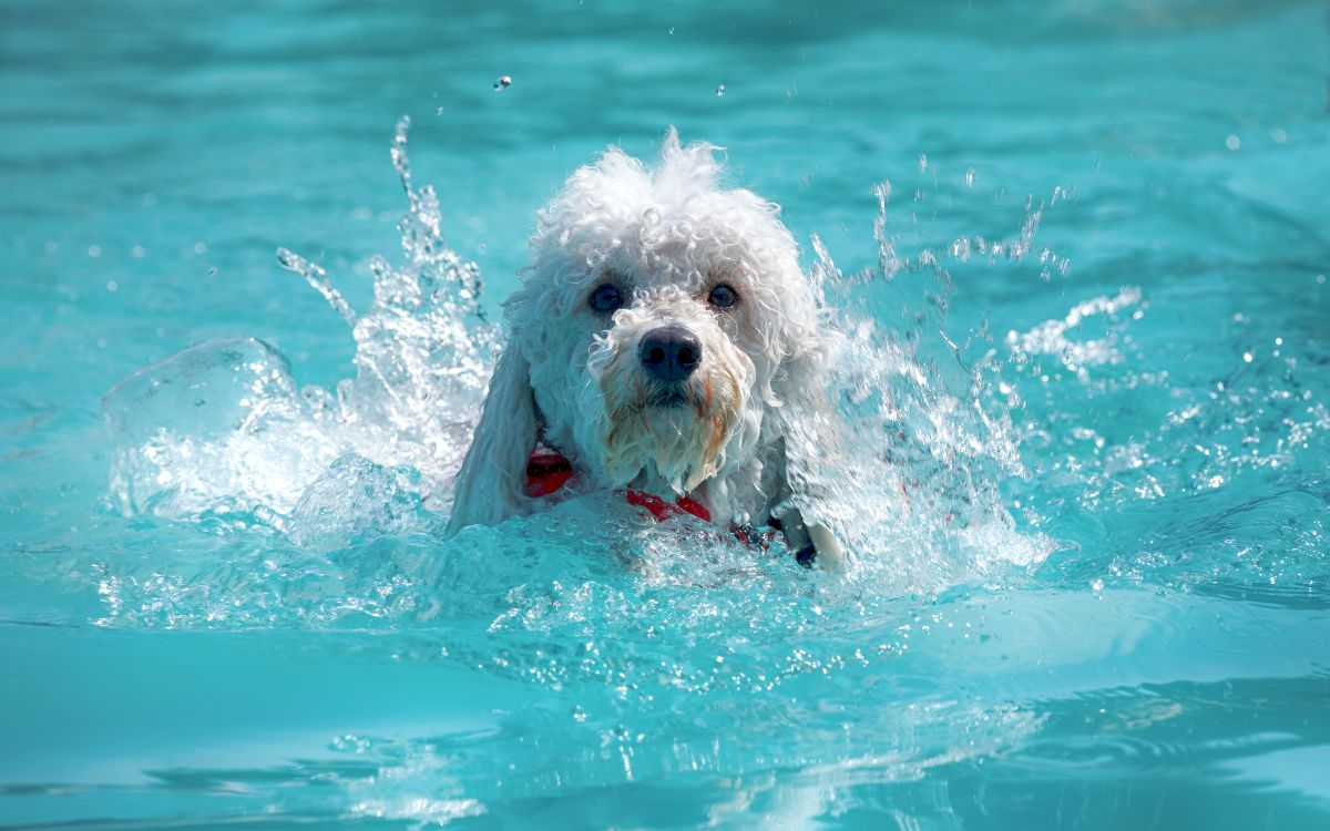 perro piscina