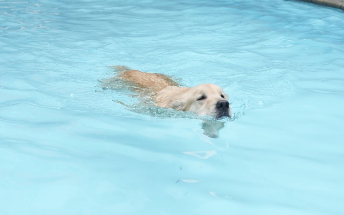 perro nadando en piscina de sal